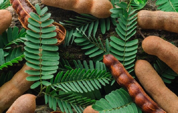 Tamarind Leaves