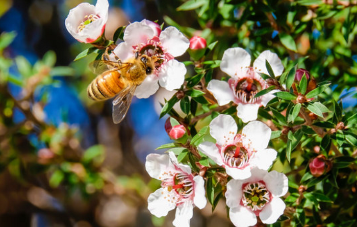manuka oil benefits