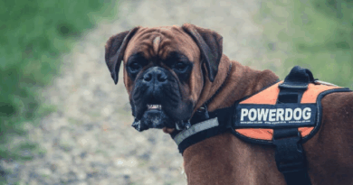 Picture of a service dog with tag & leash of power dog